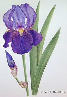 Duke of Bedford Iris