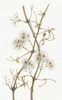 Old Man's Beard (Clematis vitalba) painted by Sally Pond