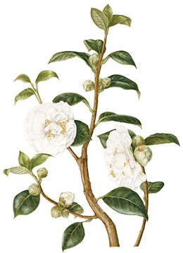Camellia sinensis, the Tea bush