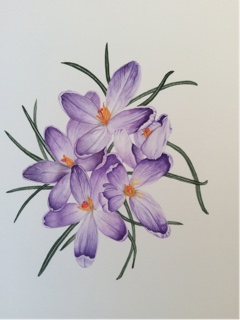 Crocus vernus 'Vanguard' by Linda Compton Macdonald