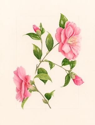 Camellia williamsii