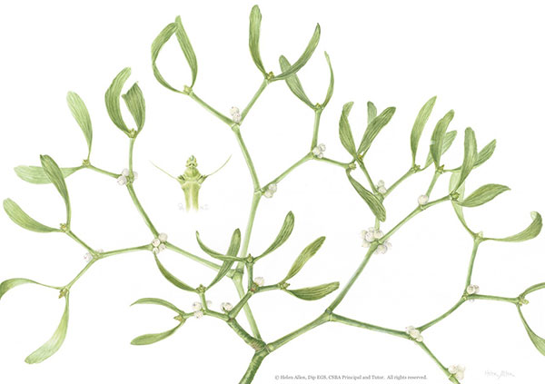 Mistletoe by Helen Allen