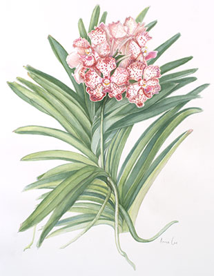 Vanda William Catherine