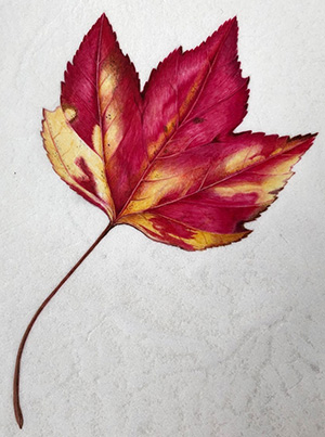 Autumn leaf by Marissa Bright Autumn leaf by Marissa Bright