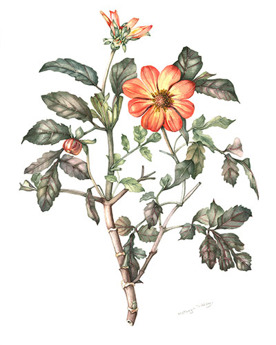 Dahlia ‘Mystic Haze’ by Kathryn Sibley