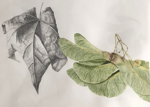 Sycamore by Fiona Houghton