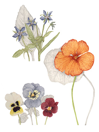 Botanical art by Sue Mullen