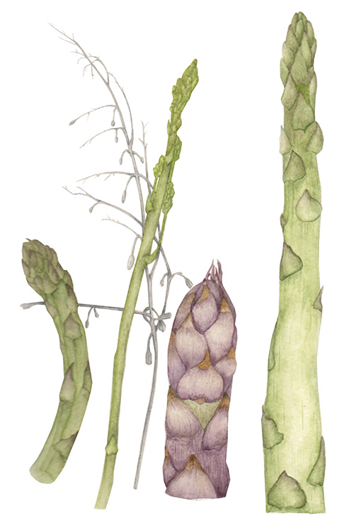 Botanical art by Sue Mullen