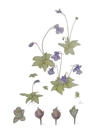 Pinguicula grandiflora (Large-flowered Butterwort)
