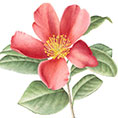 Jeanne Debons