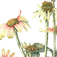 Kathryn Sibley